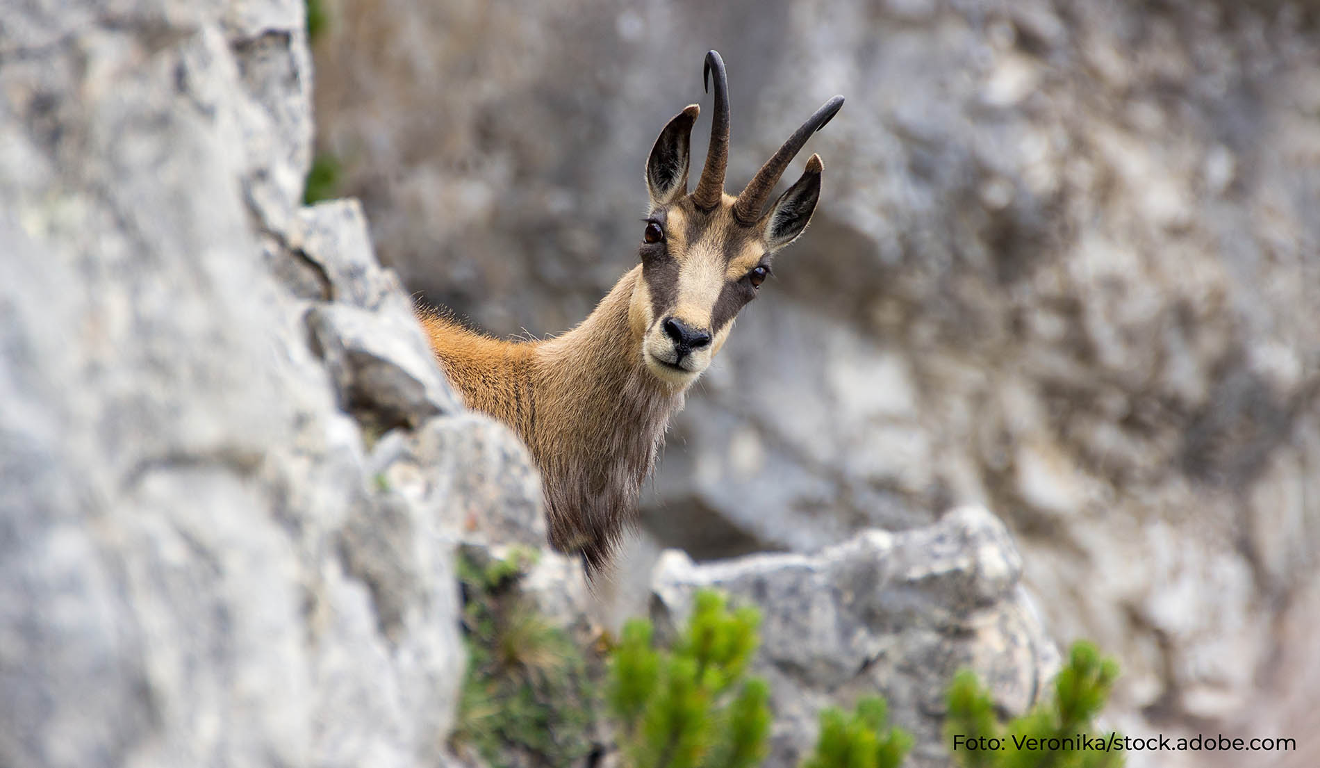 Neuartiges Zecken-Virus ACEV eine Bedrohung für Wildtiere in den Alpen