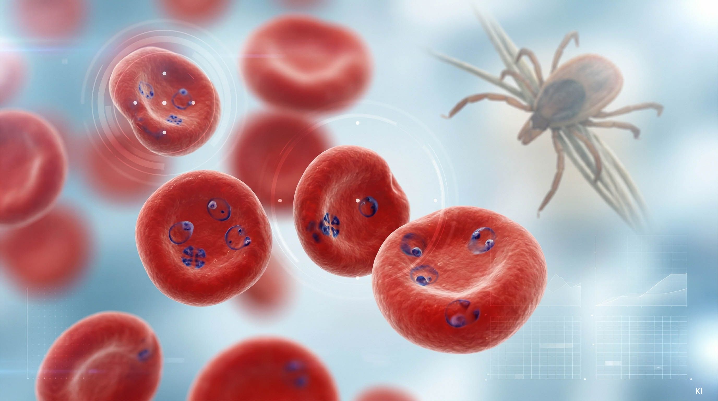 Darstellung von Babesiose im Blut und eine Zecke