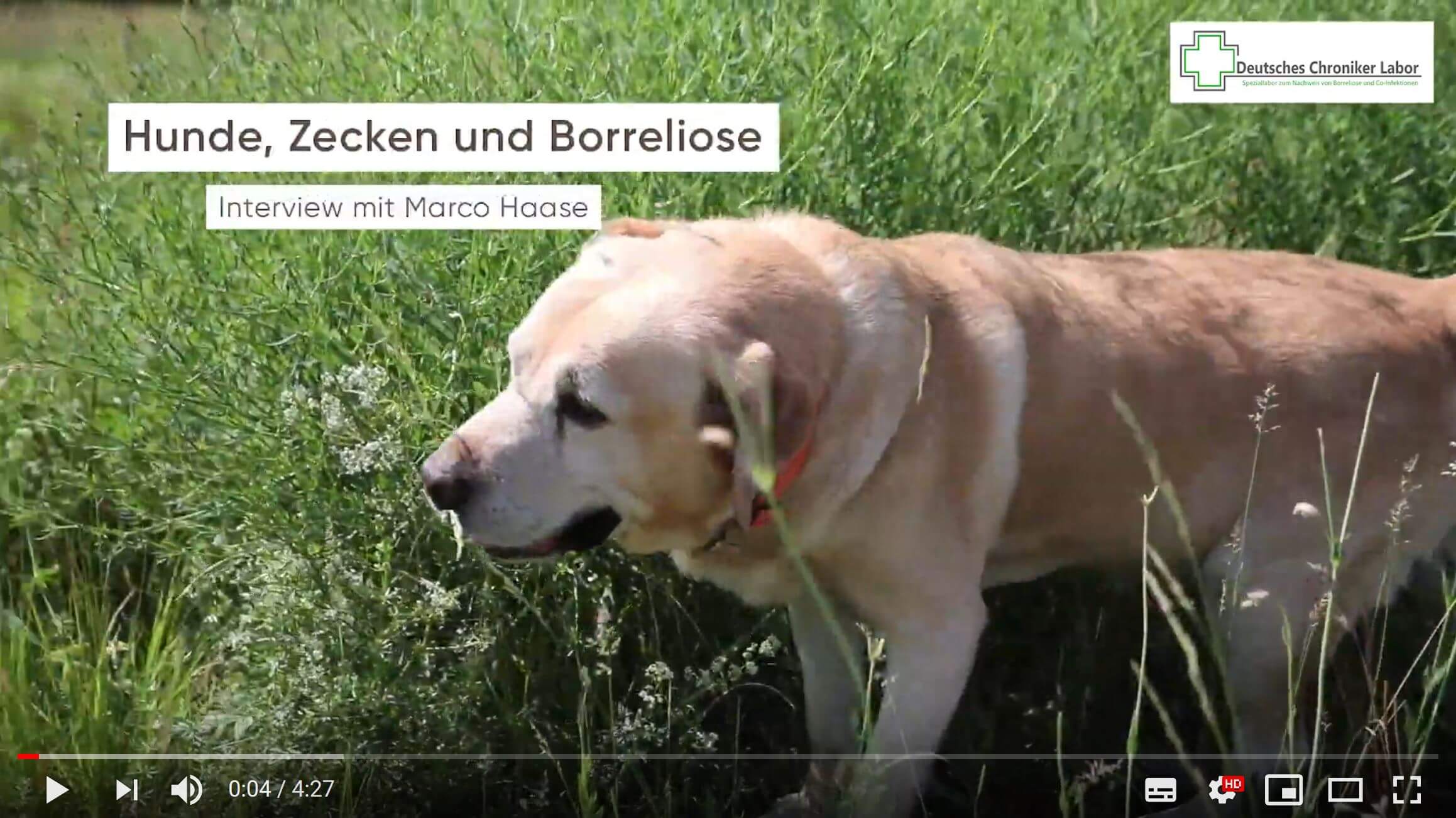 Hunde und Zecken: Borreliose-Gefahr!