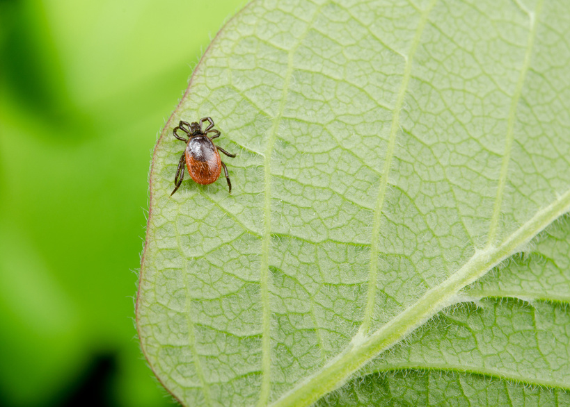 ¿Pueden protegerse contra la enfermedad de Lyme? foto: Michael Tieck/fotolia.com