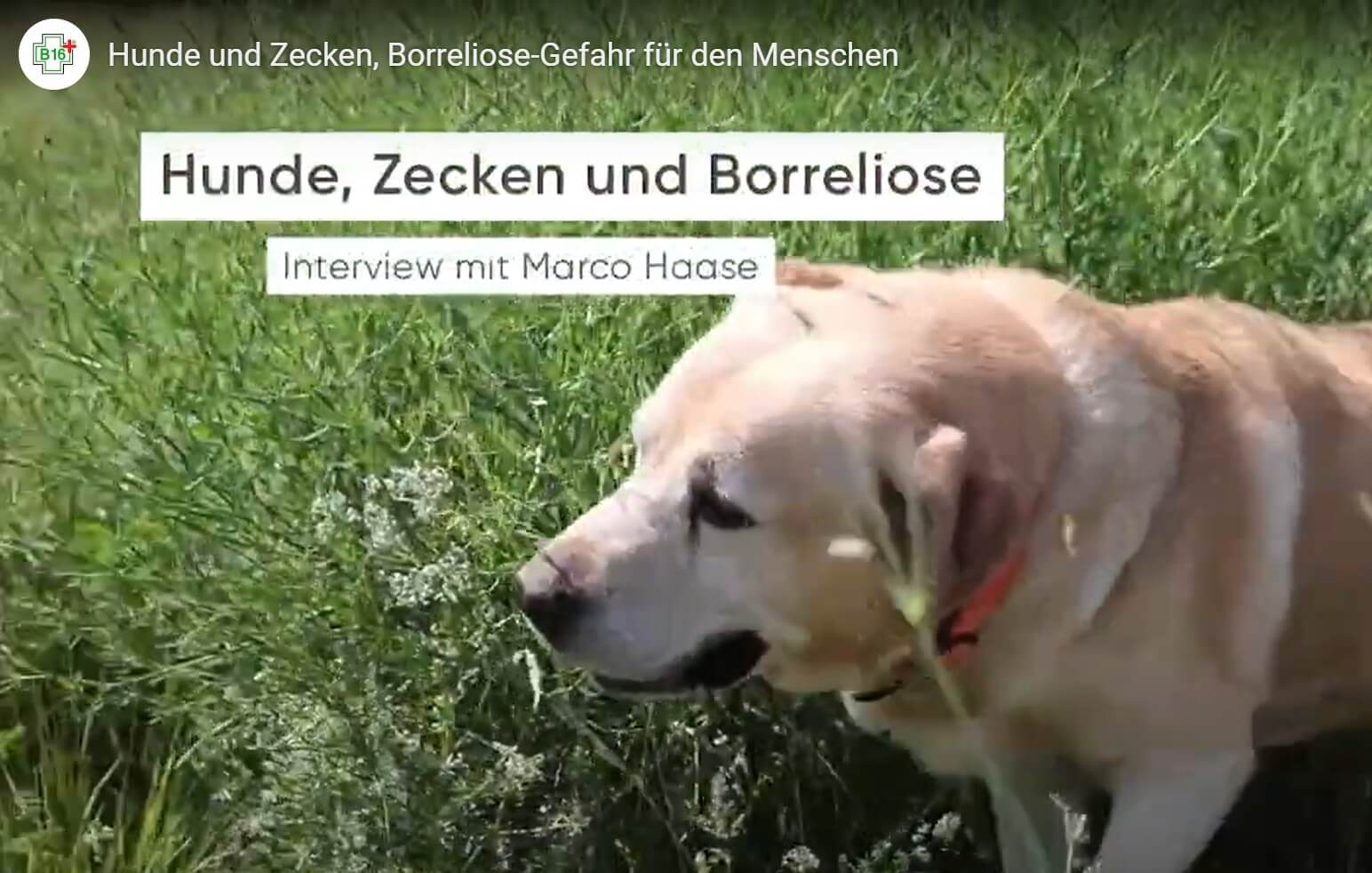 hunde und zecken (1)