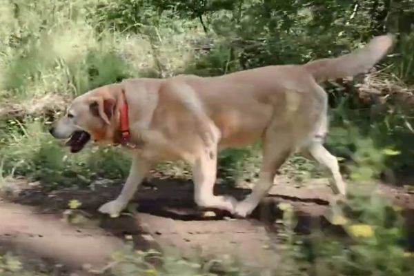 Antiparasitika, Berstein & Co.: Wie schütze ich meinen Hund vor Zecken?