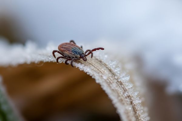 Sind Zecken auch im Winter aktiv? Warum die Gefahr für Borreliose nicht mit dem ersten Frost endet