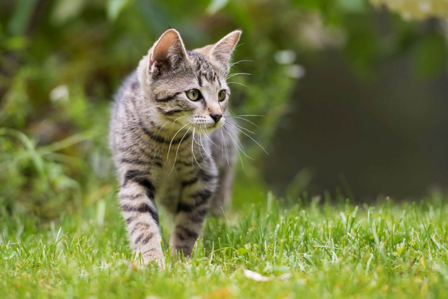 co infektion, katzenkratzkrankheit (1)