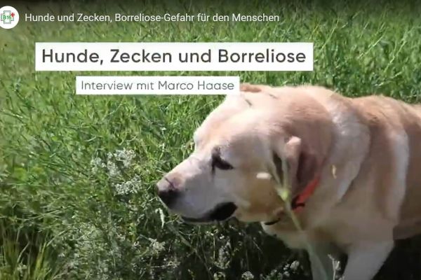 Hunde und Zecken: Borreliose-Gefahr für den Menschen