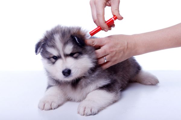 Gefahr für Mensch und Hund – Zecken können zahlreiche Krankheiten übertragen