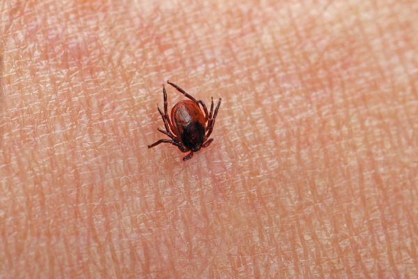 Zecken können eine Reihe von Co-Infektionen übertragen – auch Rickettsien, besser bekannt als Fleckfieber